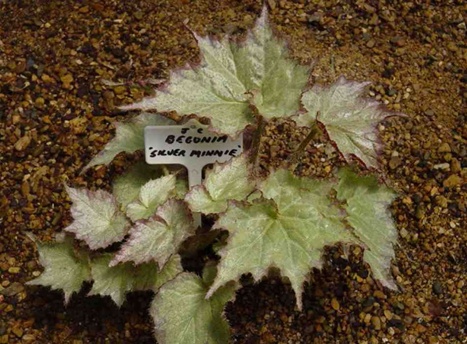 B. ‘Silver Minnie’